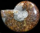 Cleoniceras Ammonite Fossil With Pyrite #41661-1